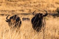 Wildlife Animal Blue Wildebeest