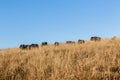 Wildlife Animal Blue Wildebeest