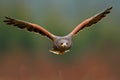 Wildlife animal scene from nature. Bird, face flyght. Flying bird of prey. Wildlife scene from Mexico nature. Florida, USA, wild f Royalty Free Stock Photo