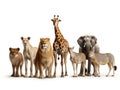 Ai Generated illustration Wildlife Concept of Wildlife animals isolated on white Royalty Free Stock Photo