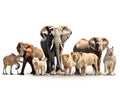 Ai Generated illustration Wildlife Concept of Wildlife animals isolated on white Royalty Free Stock Photo