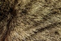 Blurred Brown Fur Close Up. Abstract Animals Background Textures. Royalty Free Stock Photo