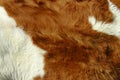 Wildlife, Animals, Textures Concept. Cropped Shot Of White And Brown Fur. Animals Fur Close Up. Fur Texture. Royalty Free Stock Photo
