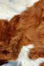 Wildlife, Animals, Textures Concept. Cropped Shot Of White And Brown Fur. Animals Fur Close Up. Fur Texture. Royalty Free Stock Photo
