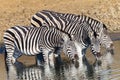 Wildlife Animals Three Zebra's Waterhole