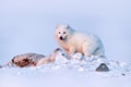 Wildlife in the Arctic. Polar fox with deer carcass in snow habitat, winter landscape, Svalbard, Norway. Beautiful white animal in Royalty Free Stock Photo