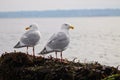 Seagull Couple Around The Ocean