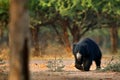 Wildlife Asia. Cute animal on the road Asia forest. Sloth bear, Melursus ursinus, Ranthambore National Park, India. Wild Sloth bea