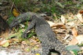 WILDLIFE- Australia- Close Up of a Lace Monitor Lizard Royalty Free Stock Photo