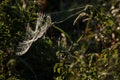 SPIDER WEB Royalty Free Stock Photo