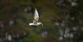 Wildlife background of Chroicocephalus ridibundus seagull hunting on a pond Royalty Free Stock Photo