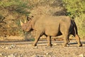 Wildlife Background - Endangered African Black Rhino - Posture Royalty Free Stock Photo