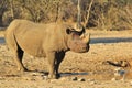 Wildlife Background - Endangered African Black Rhino Royalty Free Stock Photo