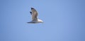 Wildlife background of Larus cachinnans seagull flies across the sky, phase of flight
