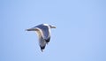 Wildlife background of Larus cachinnans seagull flies across the sky, phase of flight