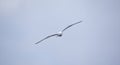 Wildlife background of Larus cachinnans seagull flies across the sky, phase of flight