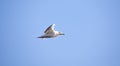 Wildlife background of Larus cachinnans seagull flies across the sky, phase of flight