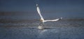 Wildlife background of Larus cachinnans seagull hunting on a pond Royalty Free Stock Photo