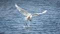 Wildlife background of Larus cachinnans seagull hunting on a pond Royalty Free Stock Photo