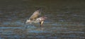 Wildlife background of Larus cachinnans seagull hunting on a pond Royalty Free Stock Photo