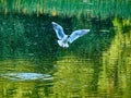 Wildlife background of Larus cachinnans seagull hunting on a pond, flies over the water and catches fish, has fish in Royalty Free Stock Photo