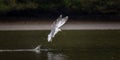 Wildlife background of Larus cachinnans seagull hunting on a pond Royalty Free Stock Photo