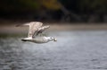 Wildlife background of Larus cachinnans seagull hunting on a pond Royalty Free Stock Photo