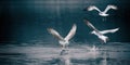 Wildlife background of seagull hunting on a pond, flies over the water and catches fish, has fish in its beak Royalty Free Stock Photo