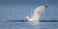 Wildlife background of seagull hunting on a pond, flies over the water and catches fish, has fish in its beak Royalty Free Stock Photo