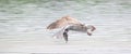 Wildlife background of seagull hunting on a pond, flies over the water and catches fish, has fish in its beak Royalty Free Stock Photo