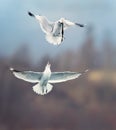 Wildlife background of seagull hunting on a pond, has fish in its beak and funny fight for food Royalty Free Stock Photo