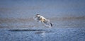 Wildlife background of seagull hunting on a pond Royalty Free Stock Photo