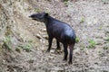 Wildlife: Baird Tapir is seen bathing in water reserve in the Jungle