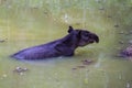 Wildlife: Baird Tapir is seen bathing in water reserve in the Jungle Royalty Free Stock Photo