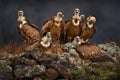 Wildlife from Balkan. Group of vultures. Griffon Vulture, Gyps fulvus, big birds of prey sitting on the rocky mountain, nature Royalty Free Stock Photo