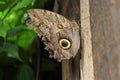 A beautiful butterflies in the green plants