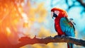 Wildlife beauty nature bird parrot beak tropics animal red blue wild macaw Royalty Free Stock Photo