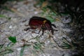 Wildlife: A Beetle is attacked by ants during night in the Northern Jungles of Guatemala Royalty Free Stock Photo