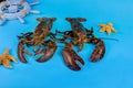 Wildlife big lobster with starfish on blue background