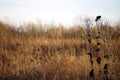 Red wing black bird perched on a tall prairie plant Royalty Free Stock Photo