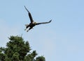 Eagle Flying high in the sky with wings spread