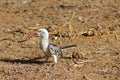 Wildlife, bird red-billed hornbill on the ground Royalty Free Stock Photo