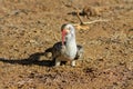 Wildlife, bird red-billed hornbill on the ground Royalty Free Stock Photo