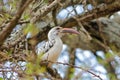 Wildlife, bird red-billed hornbill on the tree Royalty Free Stock Photo