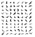 Wildlife bird silhouettes set