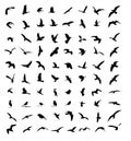Wildlife bird silhouettes set Royalty Free Stock Photo