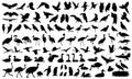 Wildlife. Bird silhouettes set. Vector illustration Royalty Free Stock Photo