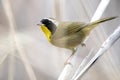 Male Common Yellowthroat songbird warbler birding Royalty Free Stock Photo