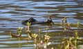 Juvenile American Alligator swimming at Greenfield Lake Park, Wilmington, North Carolina Royalty Free Stock Photo