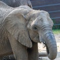 Wildlife at the Henry Doorly Zoo